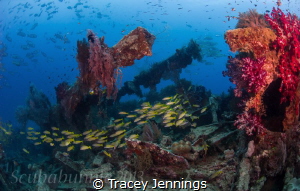Exploratory diving Indonesia by Tracey Jennings 